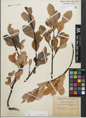 Foto von Salix glabra Scop.